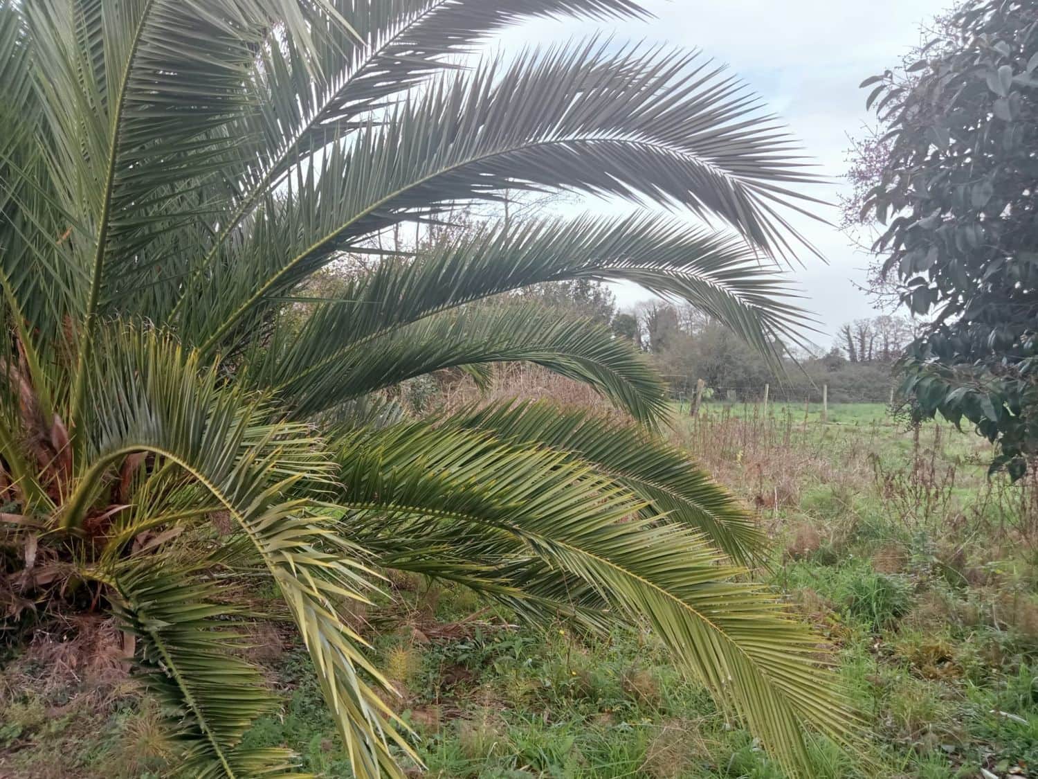 Mark till salu i Gijon - 180 000 € (Ref: 8201645)