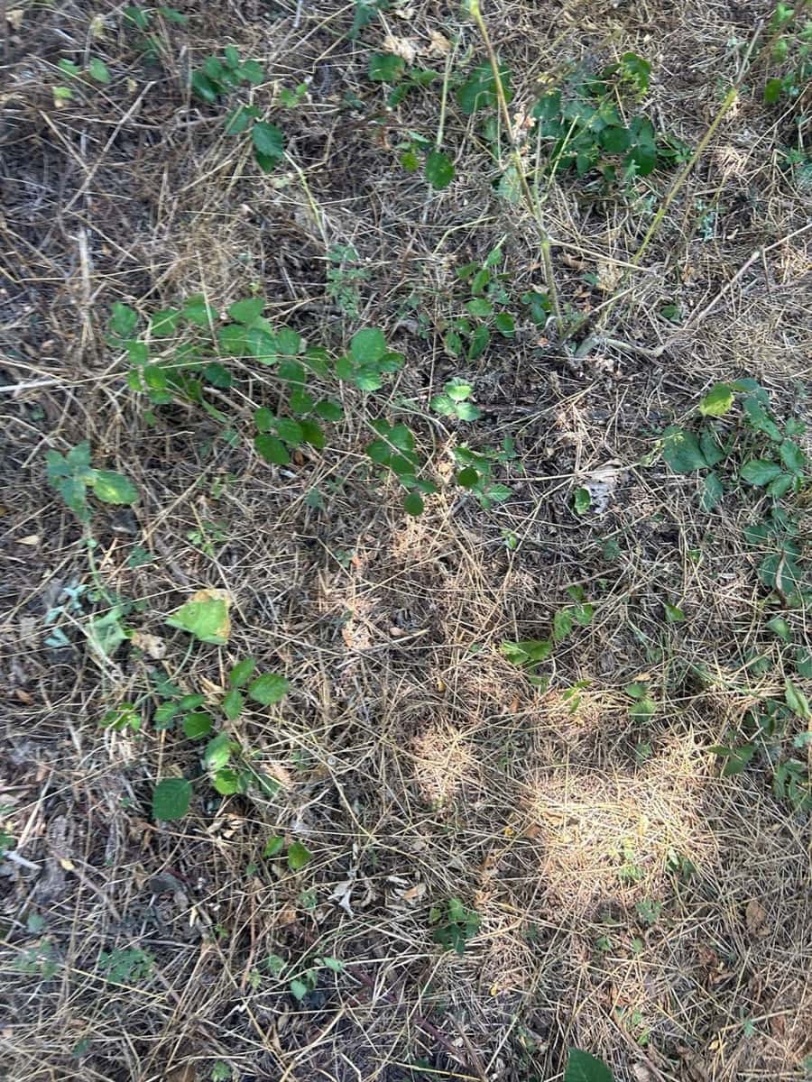 Grond te koop in Somiedo - € 70.000 (Ref: 8655218)