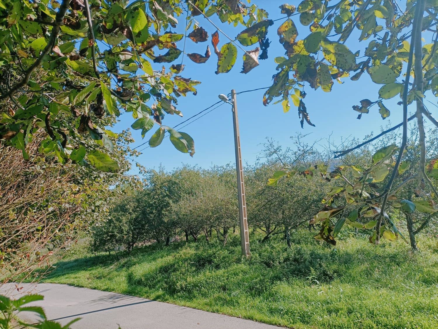 Grond te koop in Illas - € 34.000 (Ref: 8655227)