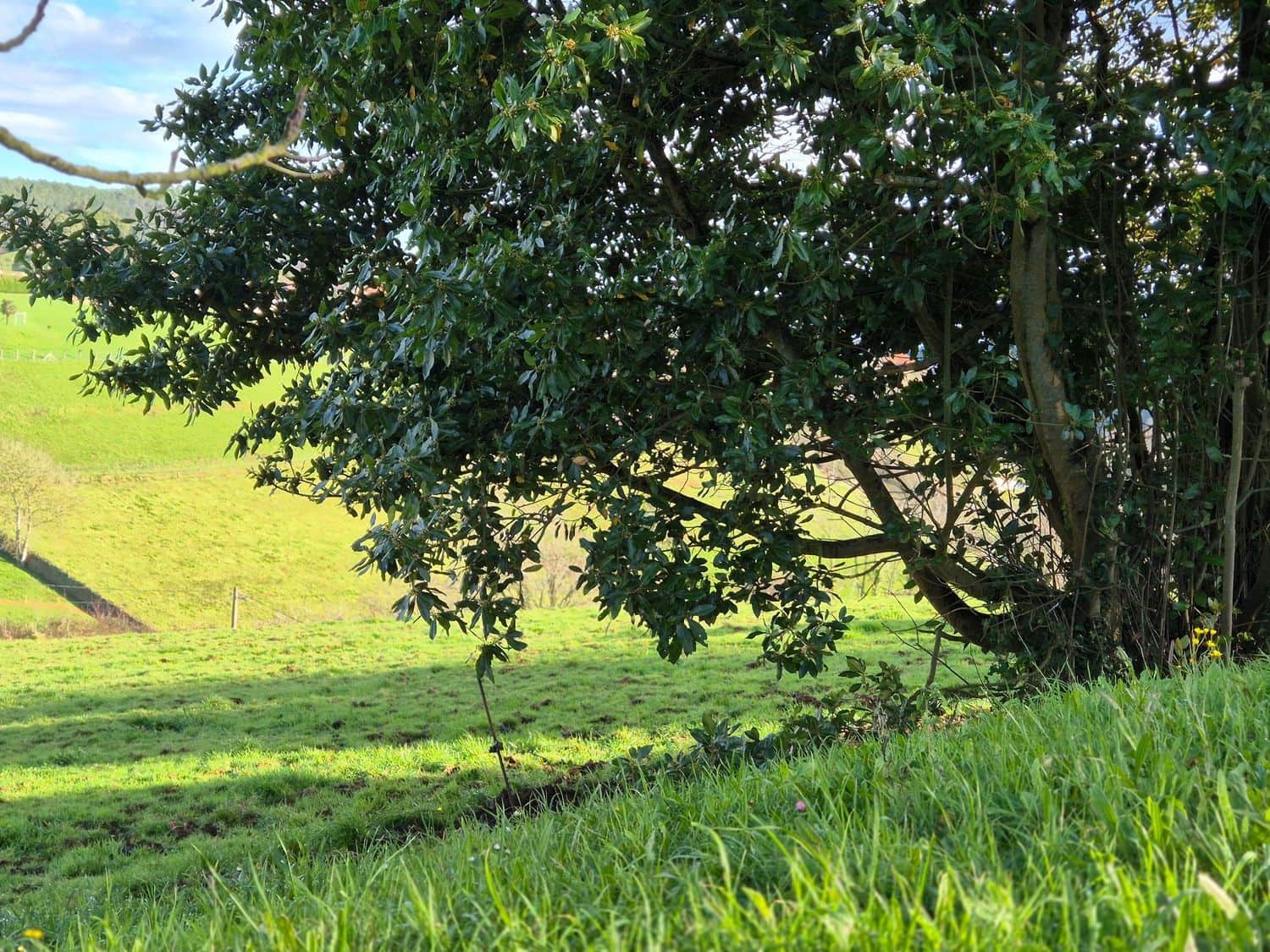 Mark till salu i Cudillero - 55 000 € (Ref: 8792178)