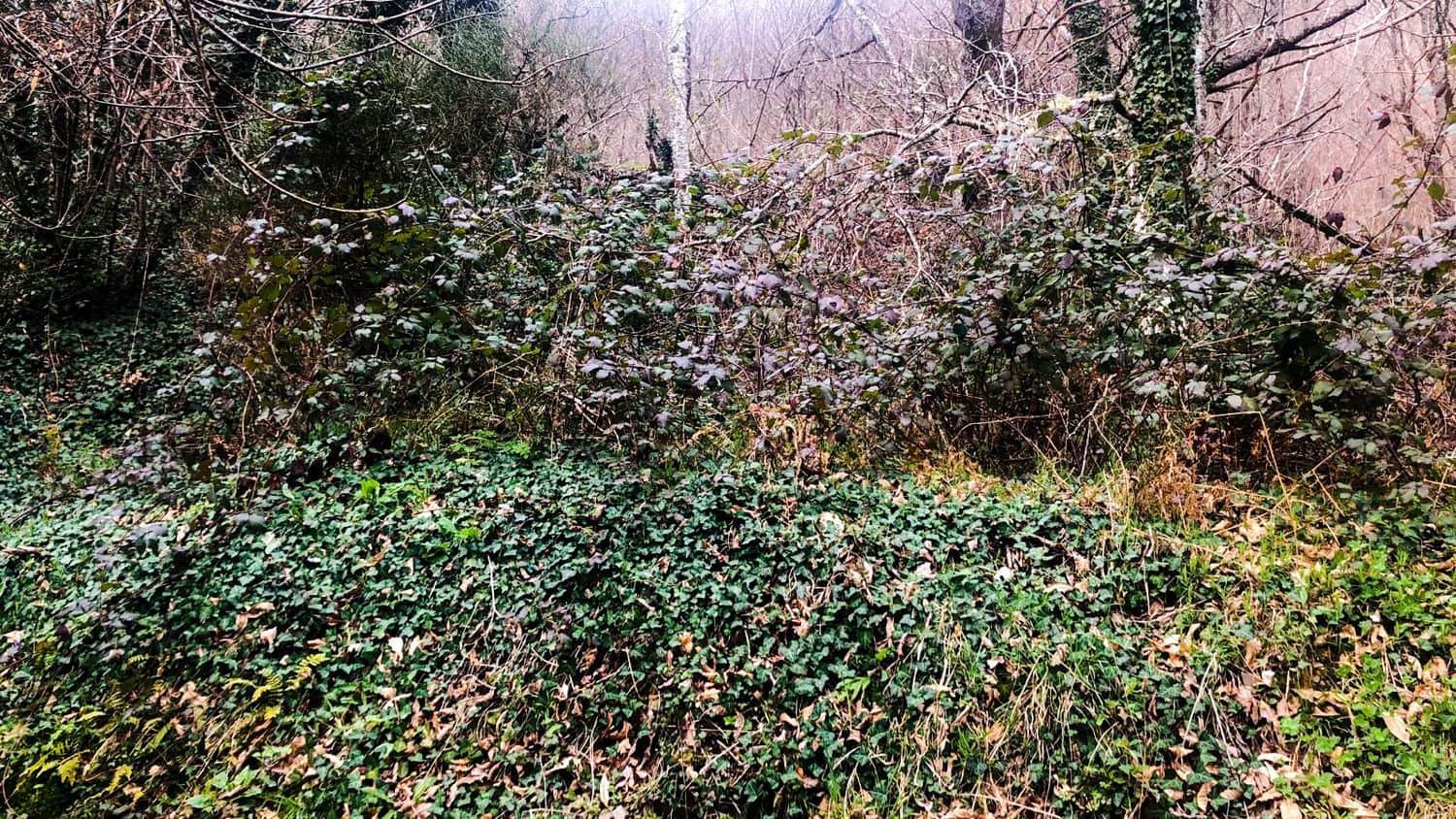 Terreno Non Edificato in vendita in Cangas del Narcea - 90.000 € (Rif: 8873852)