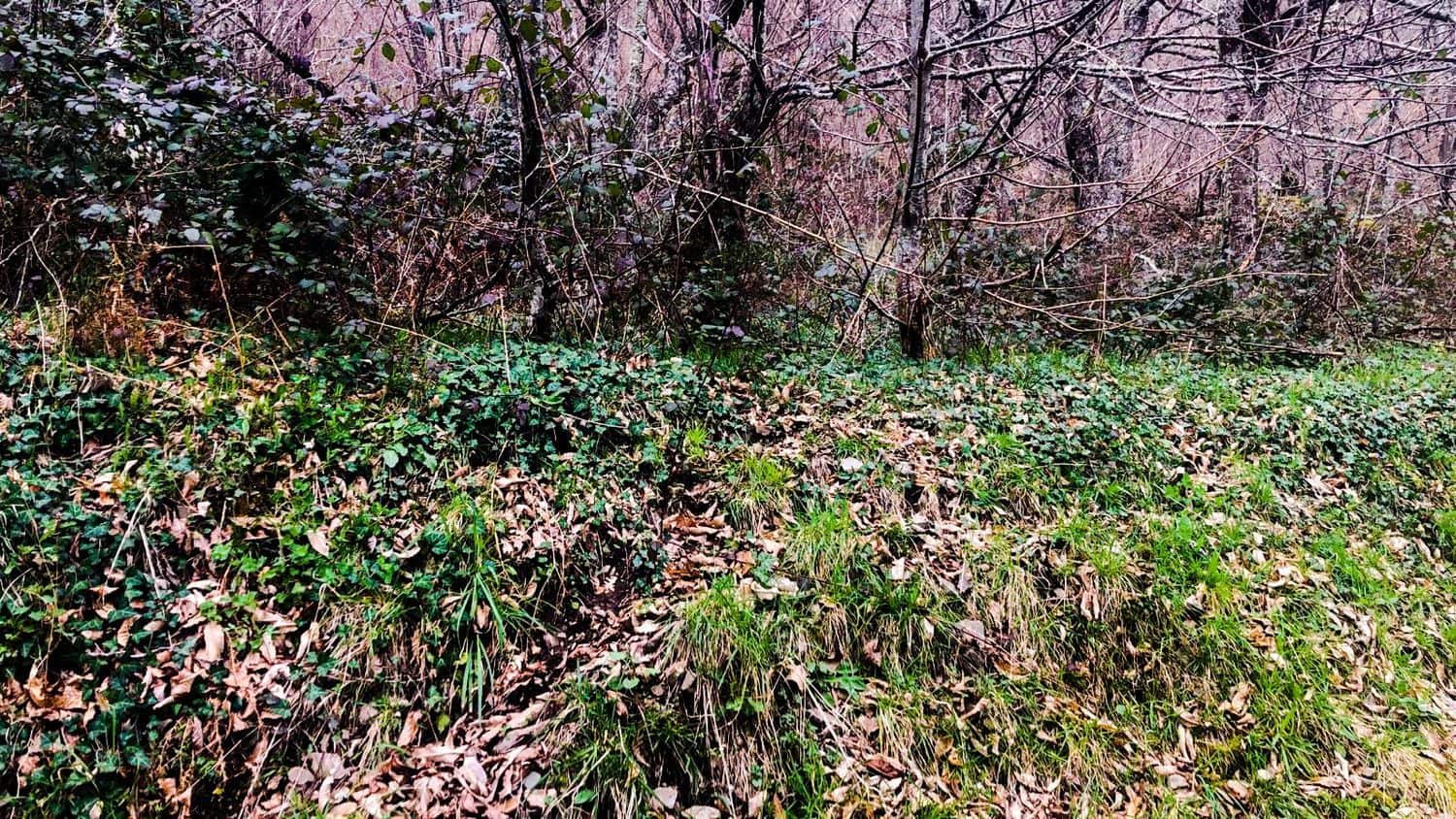 Terreno Non Edificato in vendita in Cangas del Narcea - 90.000 € (Rif: 8873852)