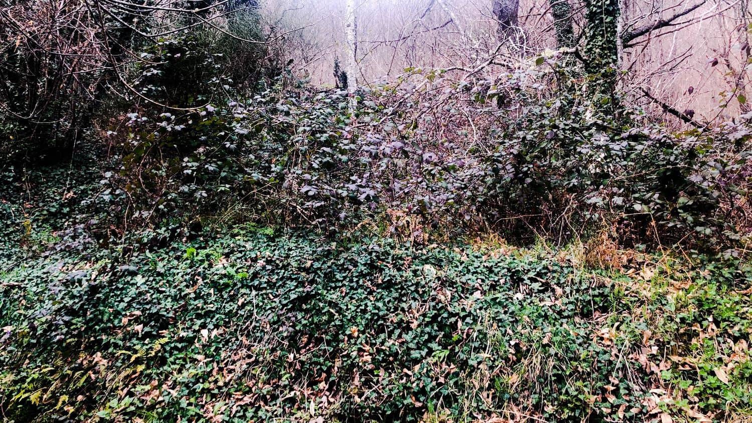 Terreno Non Edificato in vendita in Cangas del Narcea - 90.000 € (Rif: 8873852)