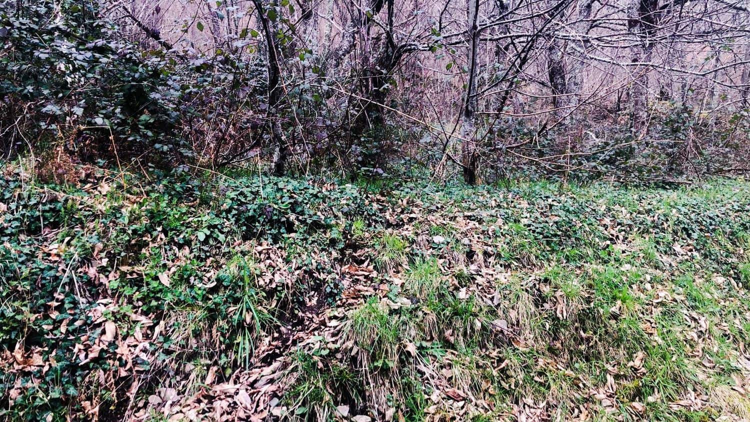 Terreno Non Edificato in vendita in Cangas del Narcea - 90.000 € (Rif: 8873852)