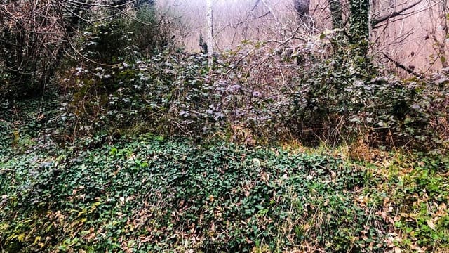 Undeveloped Land for sale in Cangas del Narcea - € 90,000 (Ref: 8873852)