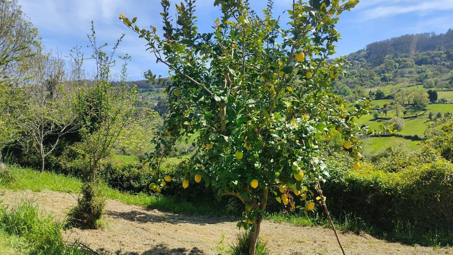 Grond te koop in Gijon - € 36.000 (Ref: 8956872)