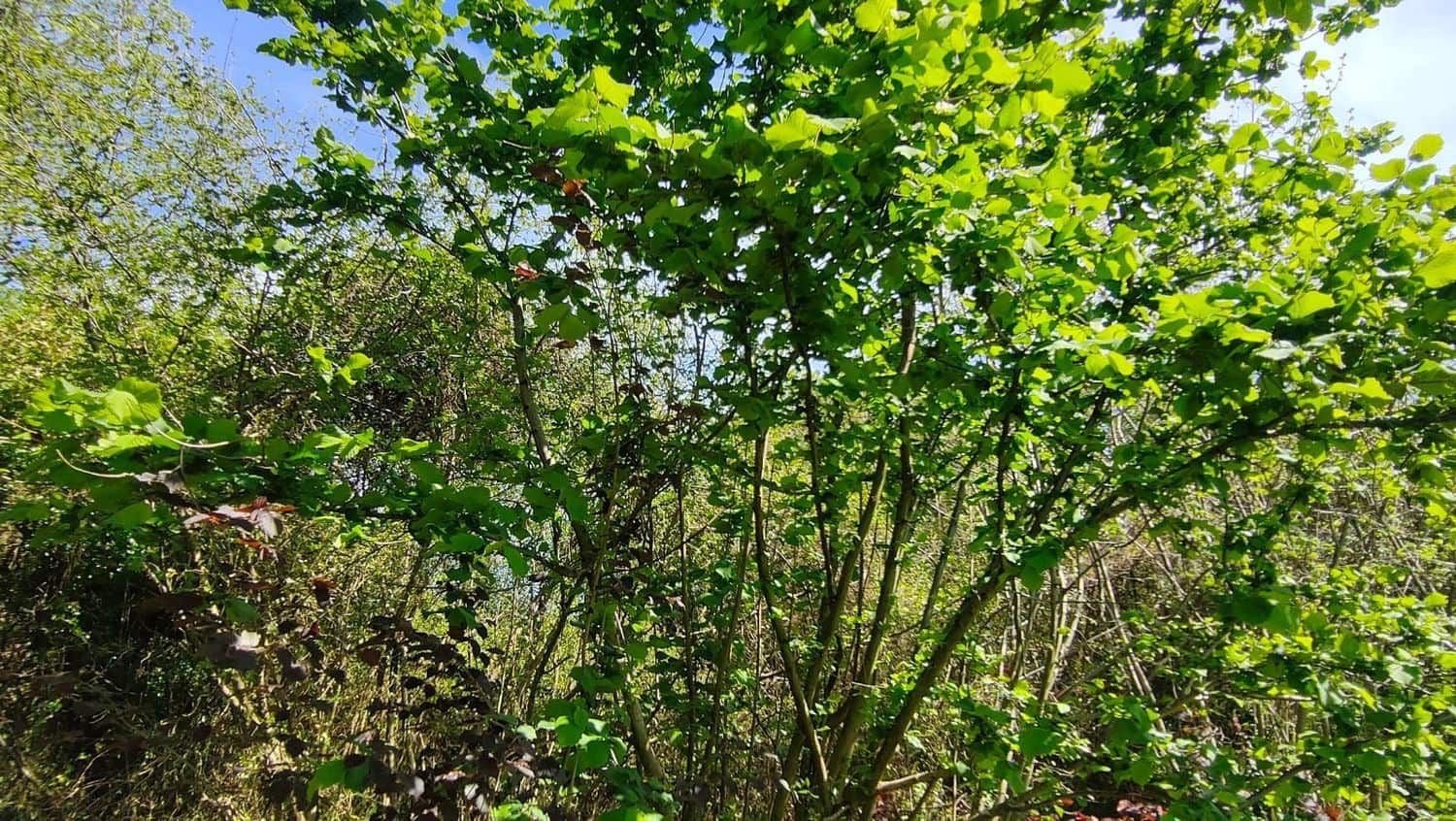 Grond te koop in Gijon - € 36.000 (Ref: 8956872)