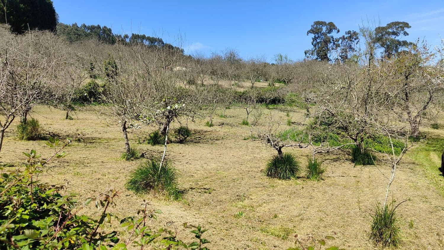 Grond te koop in Gijon - € 36.000 (Ref: 8956872)