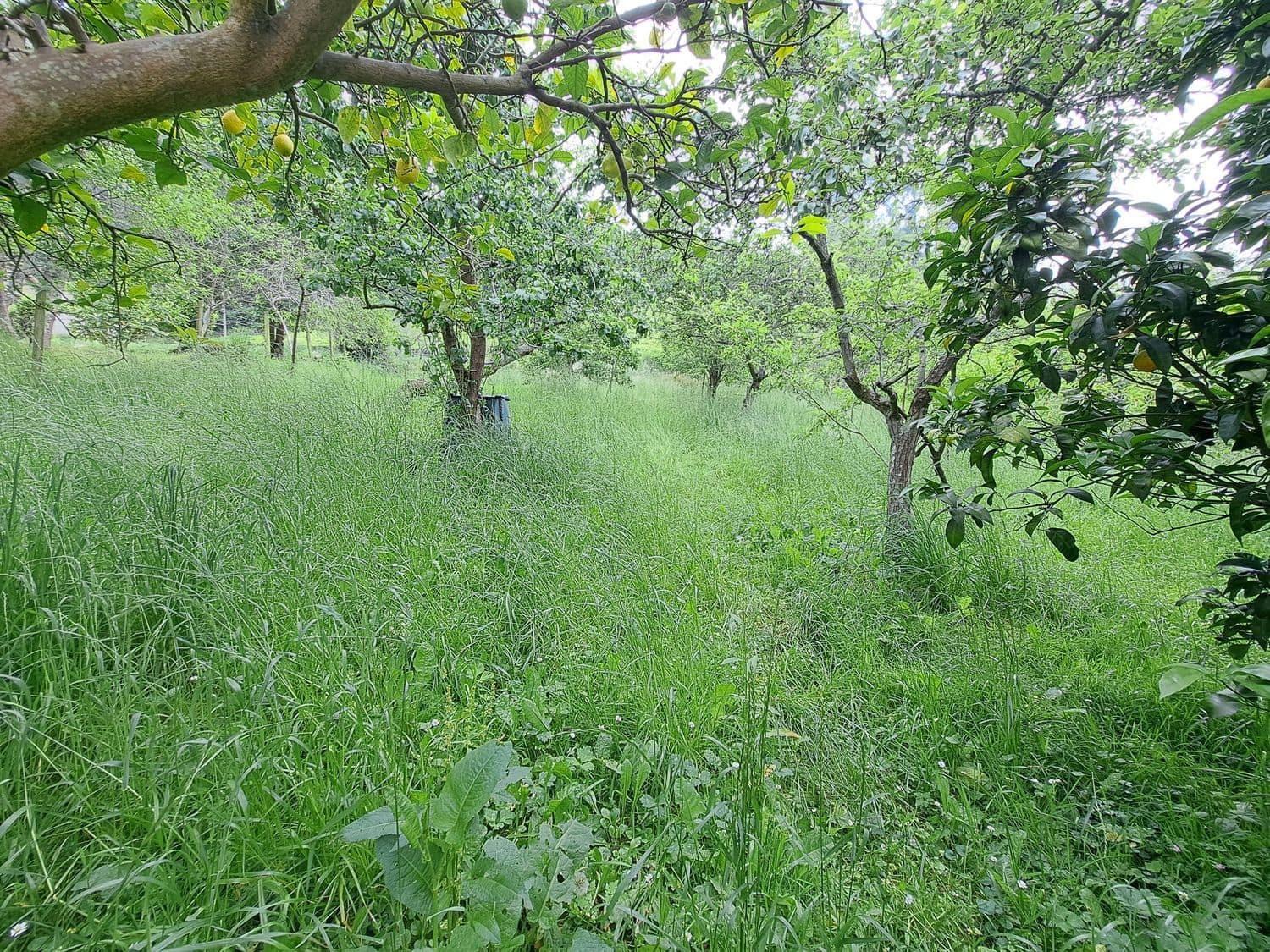 3 soverom Finca/Herregård til salgs i Villaviciosa med garasje - € 159 000 (Ref: 9074676)