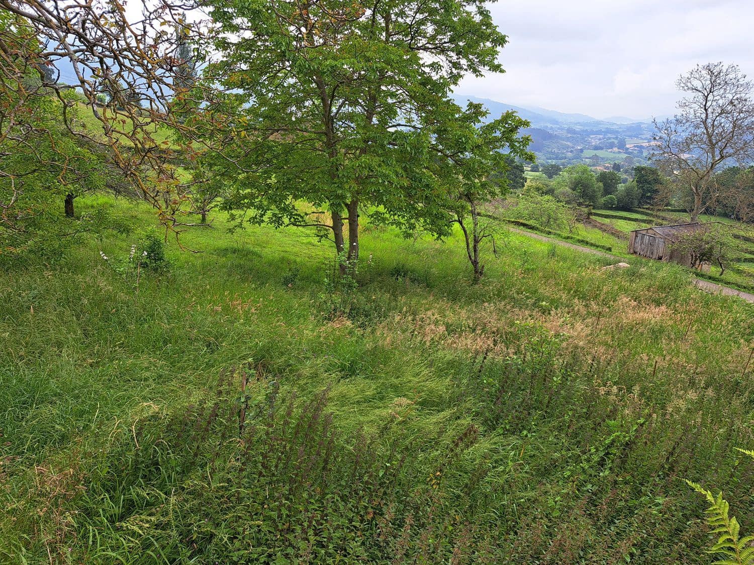 Grunde uden byggetilladelser til salg i Villaviciosa - € 40.000 (Ref: 9124562)