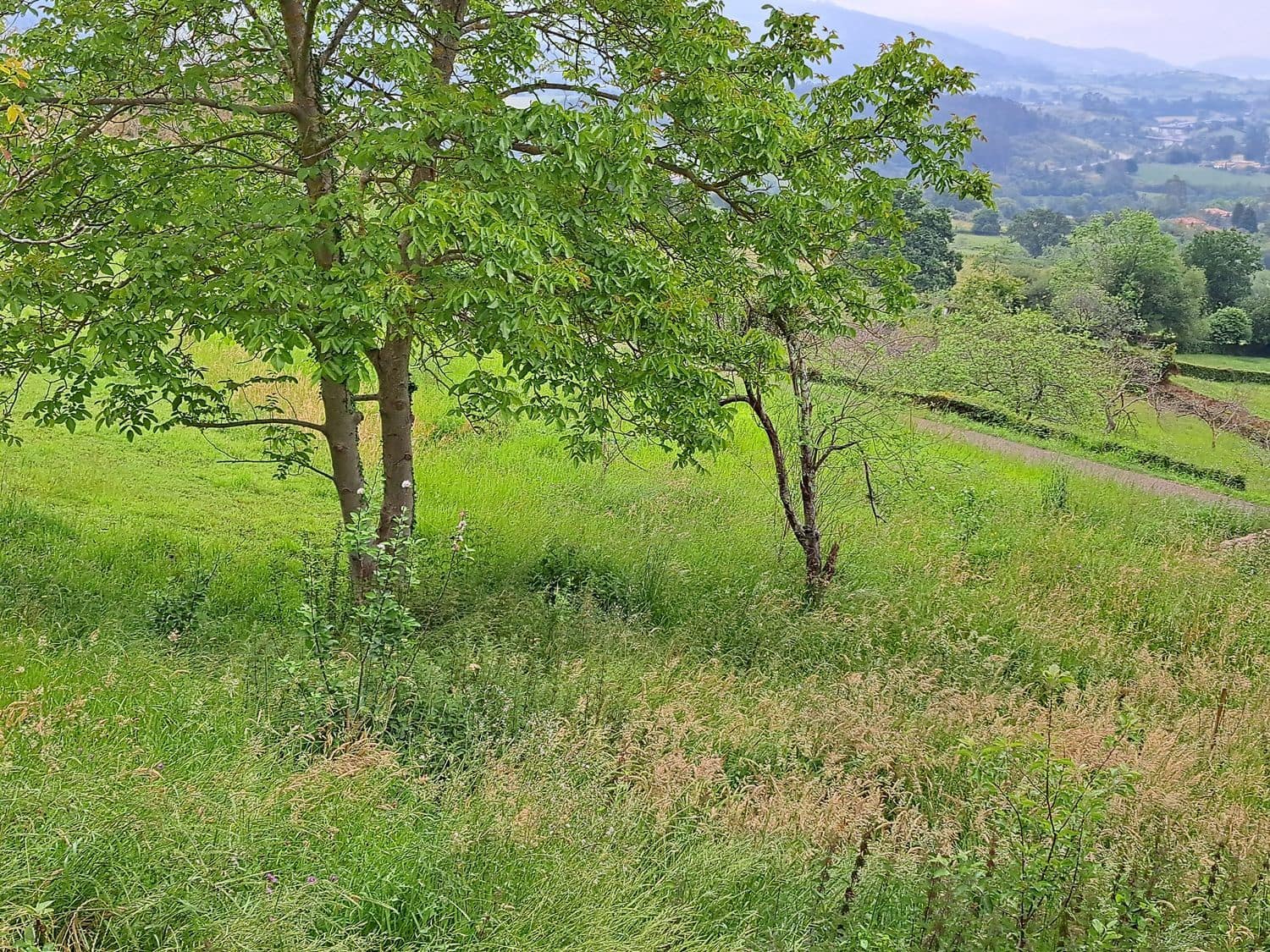 Grunde uden byggetilladelser til salg i Villaviciosa - € 40.000 (Ref: 9124562)