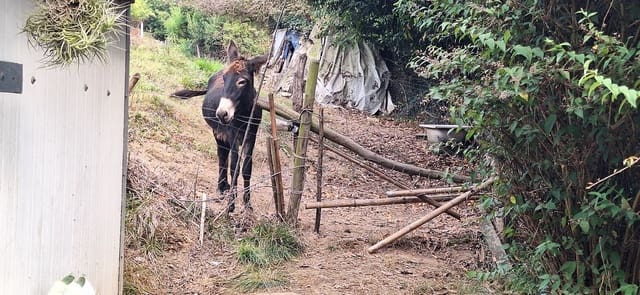 Undeveloped Land for sale in Gijón - € 32,000 (Ref: 9187973)