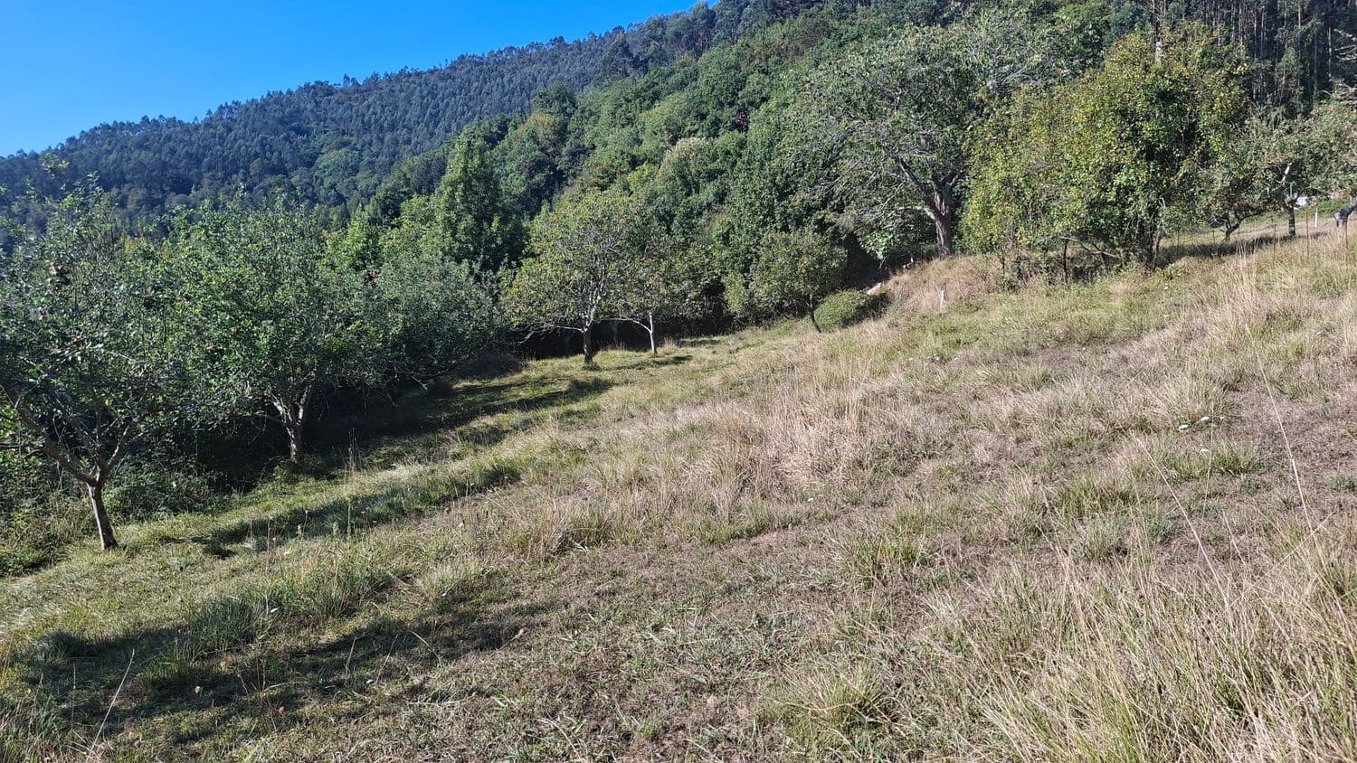 Grunde uden byggetilladelser til salg i Villaviciosa - € 40.000 (Ref: 9374687)