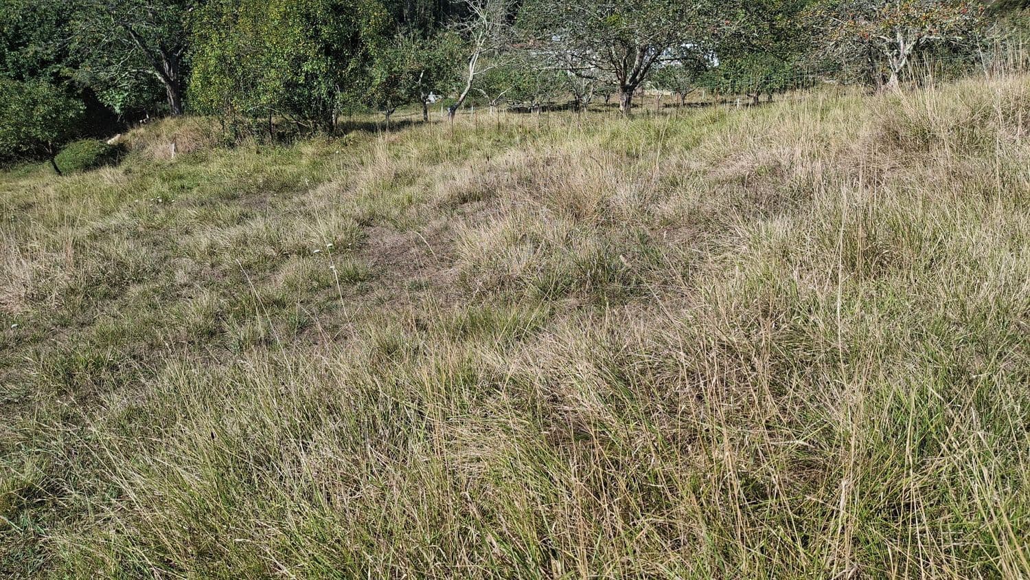 Grunde uden byggetilladelser til salg i Villaviciosa - € 40.000 (Ref: 9374687)