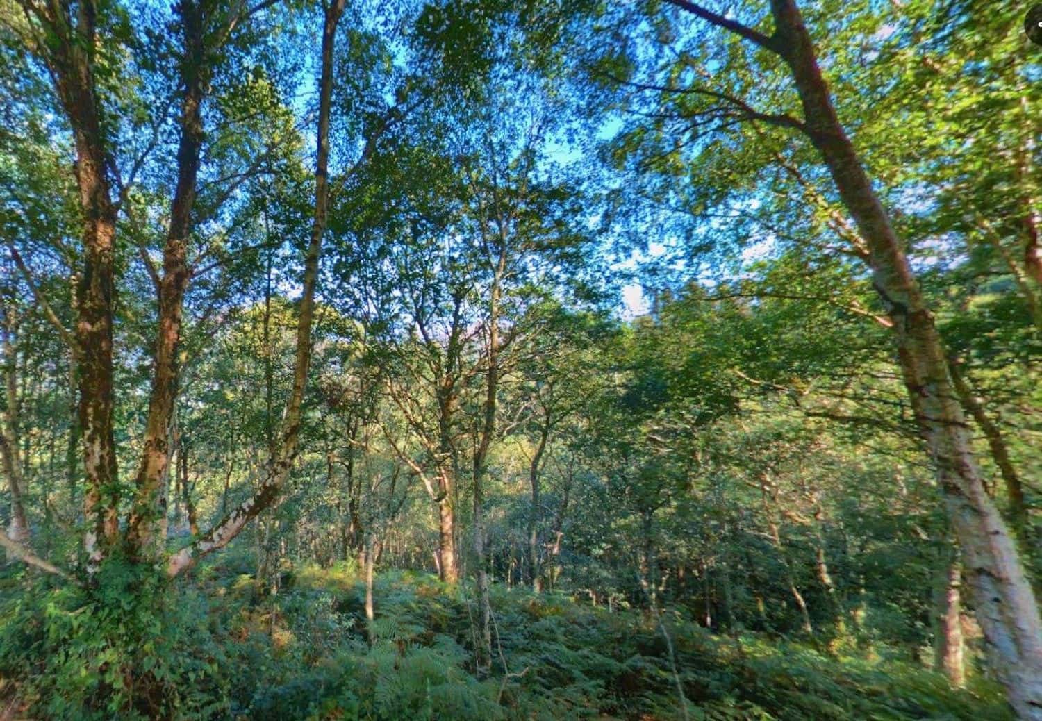 Undeveloped Land for sale in Llanes - € 28,000 (Ref: 9503727)