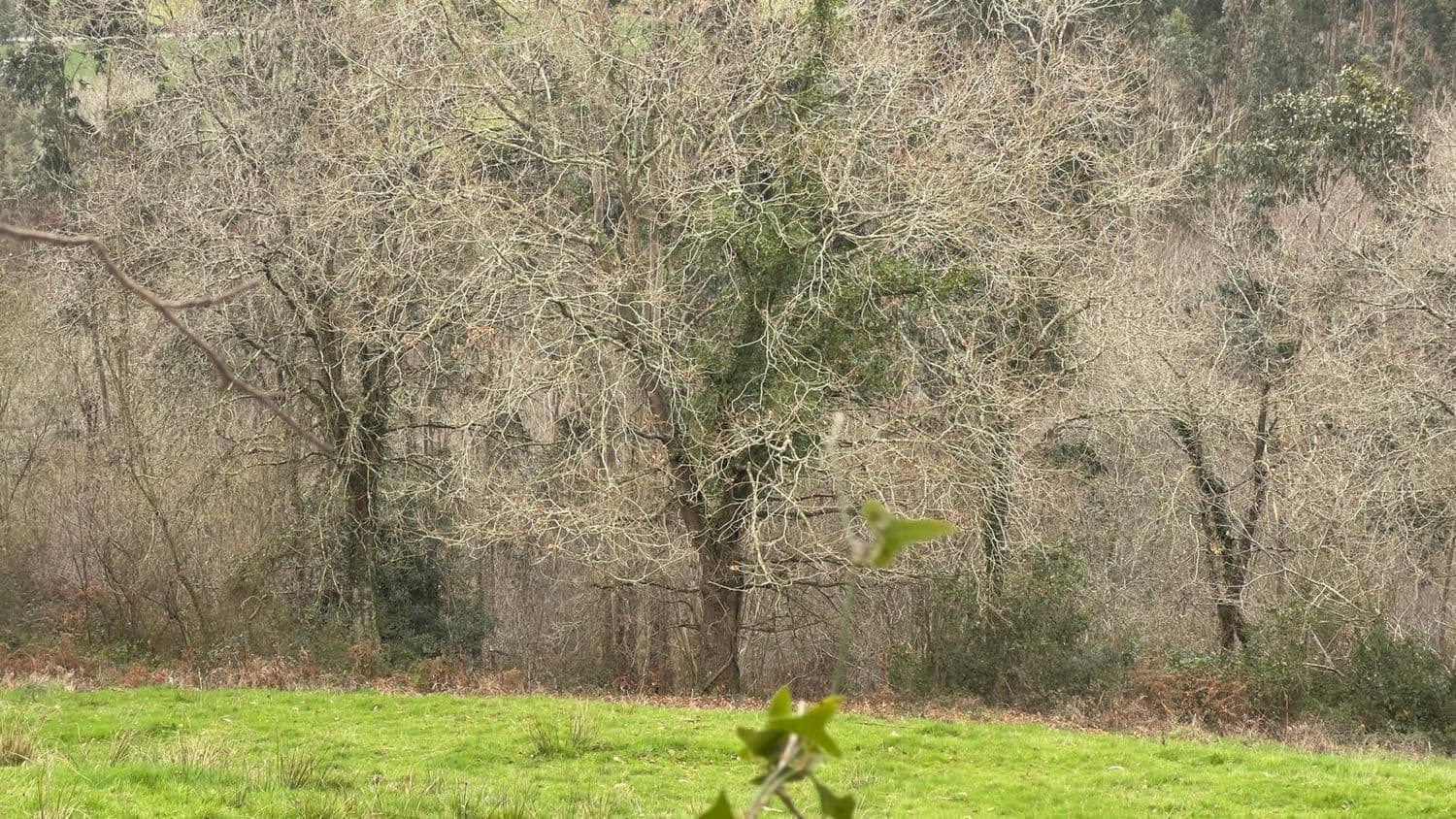 Rakentamaton maa myytävänä paikassa Llanes - 35 000 € (Ref: 9503727)