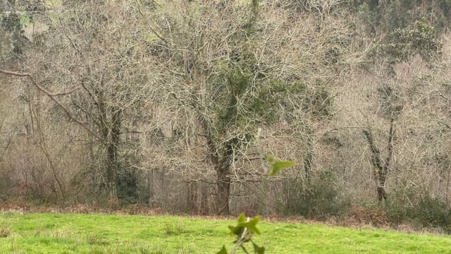 Mark till salu i Llanes - 35 000 € (Ref: 9503727)