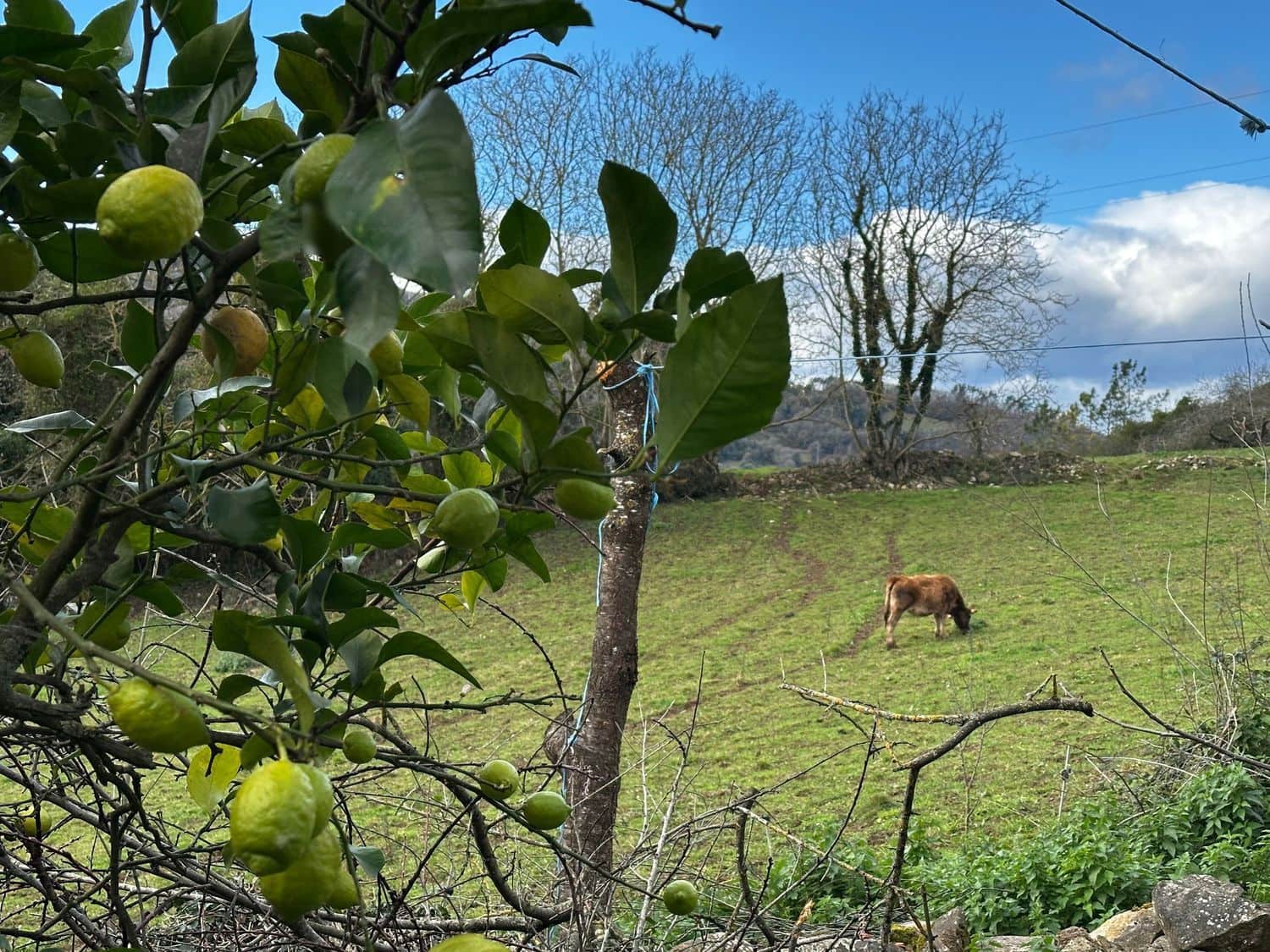 5 slaapkamer Finca/Landhuis te koop in Salas met garage - € 87.900 (Ref: 9554382)