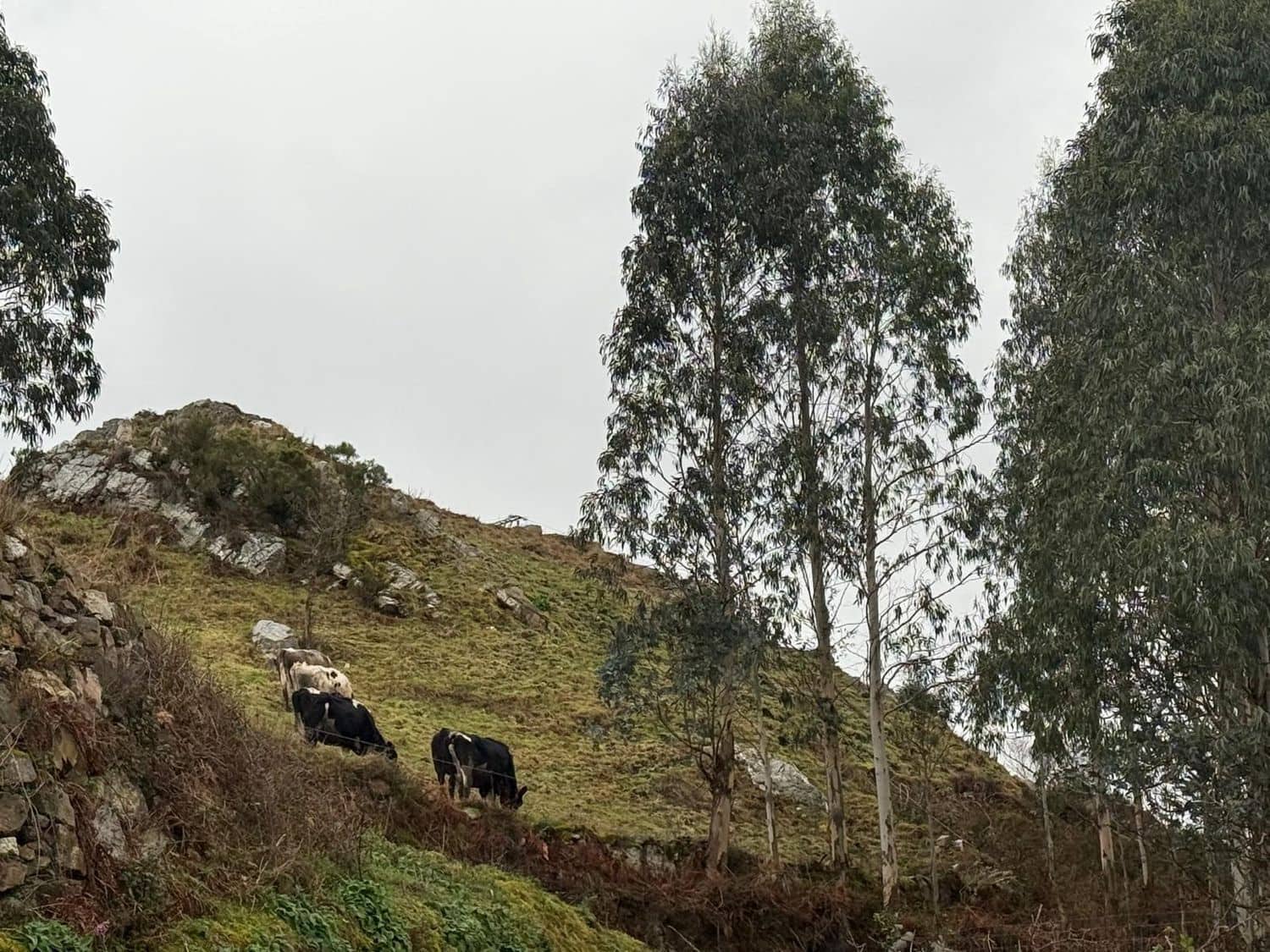 Finca/Country House for sale in Luarca with garage - € 15,000 (Ref: 9590503)