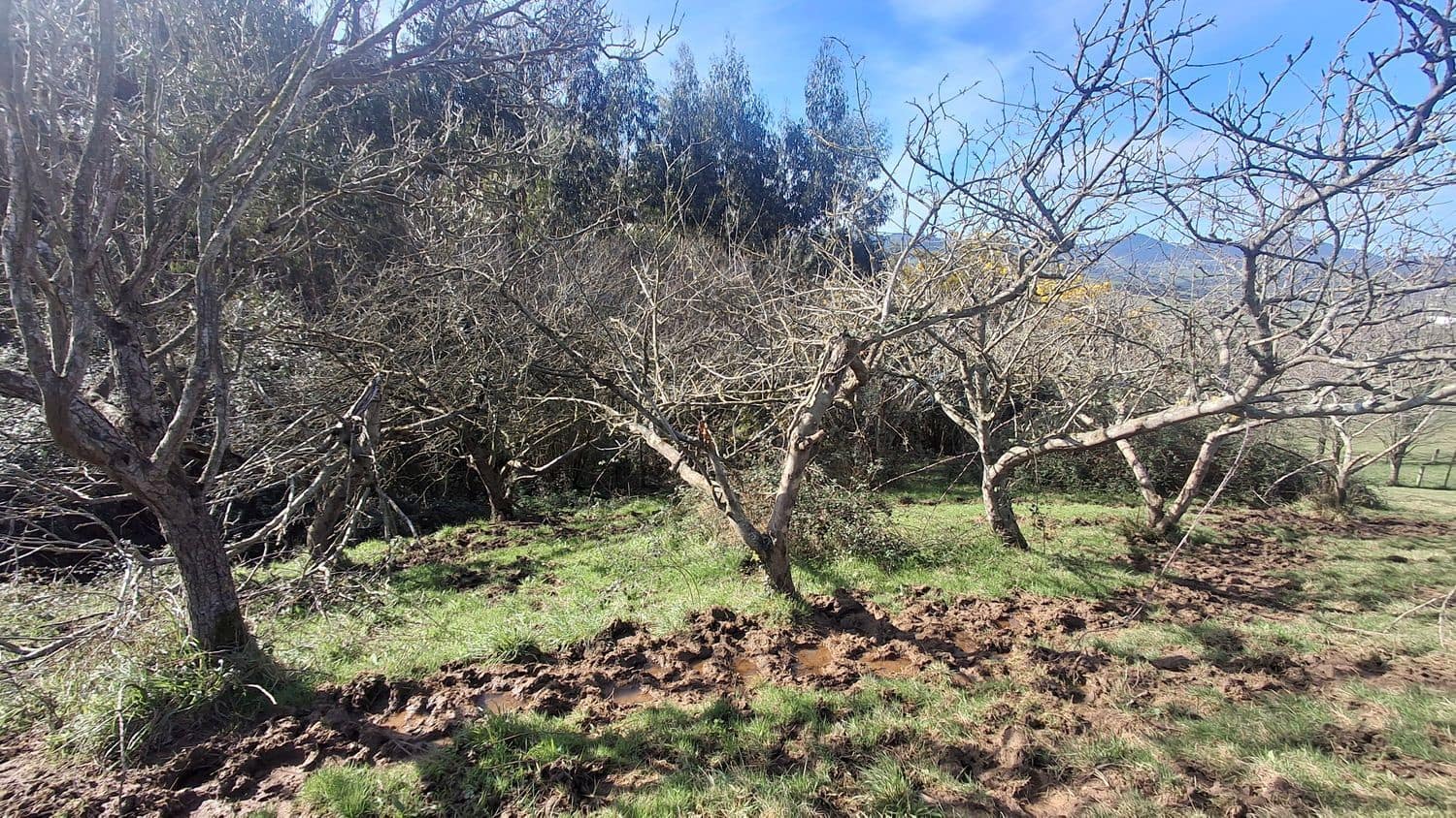 Undeveloped Land for sale in Corvera de Asturias - € 39,990 (Ref: 9624264)