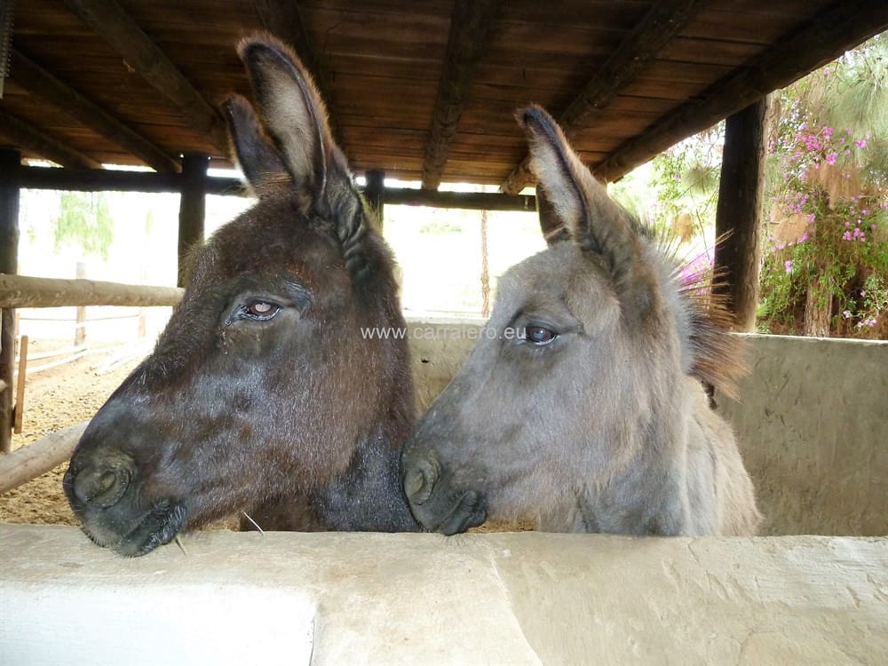 10 soveværelse Finca/Landehus til salg i Monte Leon med swimmingpool garage - € 6.900.000 (Ref: 4413340)