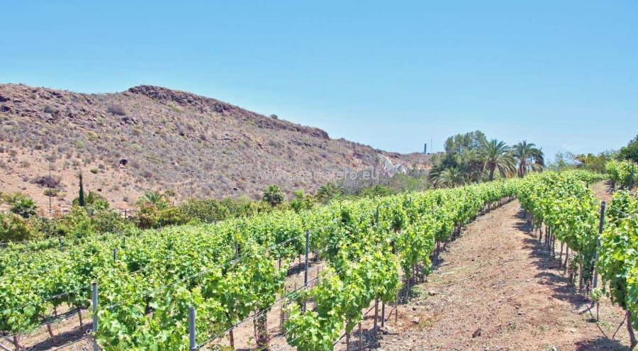 10 soveværelse Finca/Landehus til salg i Monte Leon med swimmingpool garage - € 6.900.000 (Ref: 4413340)