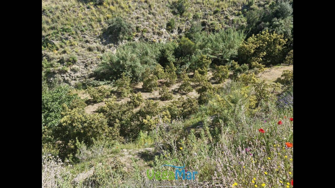 Terre non Aménagée à vendre à Jete - 100 000 € (Ref: 9937147)