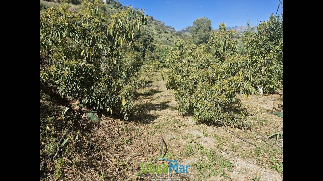 Terre non Aménagée à vendre à Jete - 100 000 € (Ref: 9937147)