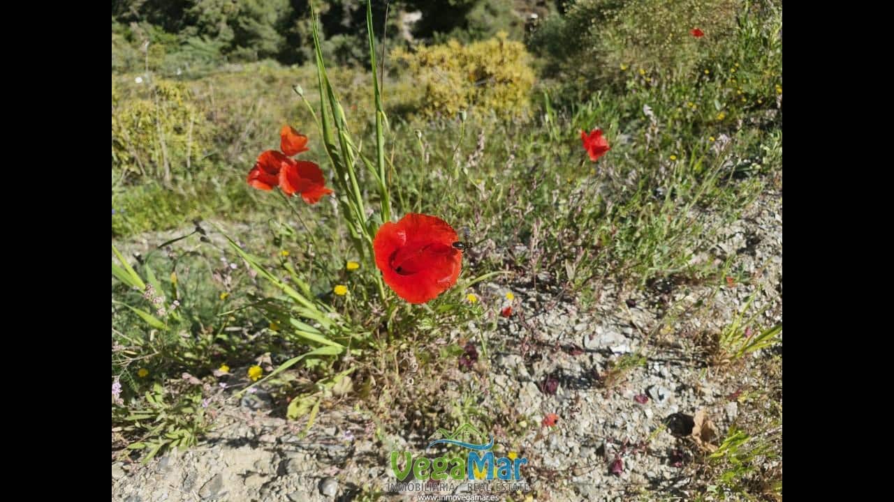 Terre non Aménagée à vendre à Jete - 100 000 € (Ref: 9937147)