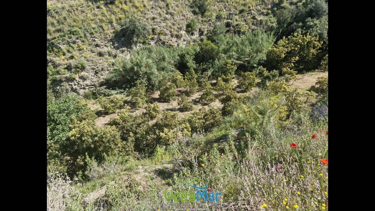 Terre non Aménagée à vendre à Jete - 100 000 € (Ref: 9937147)