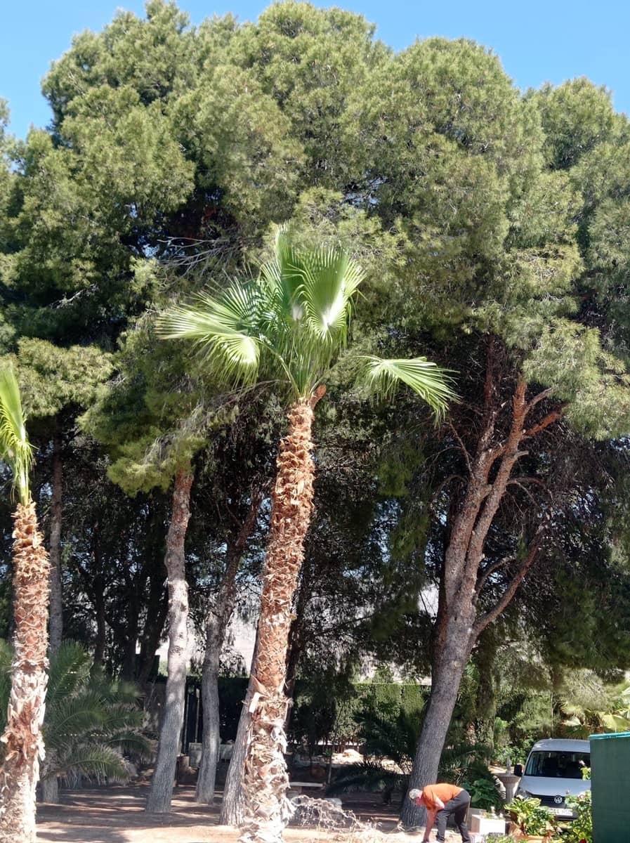 4 camera da letto Villa da affittare in Crevillente / Crevillent con piscina garage - 1.700 € (Rif: 10145761)