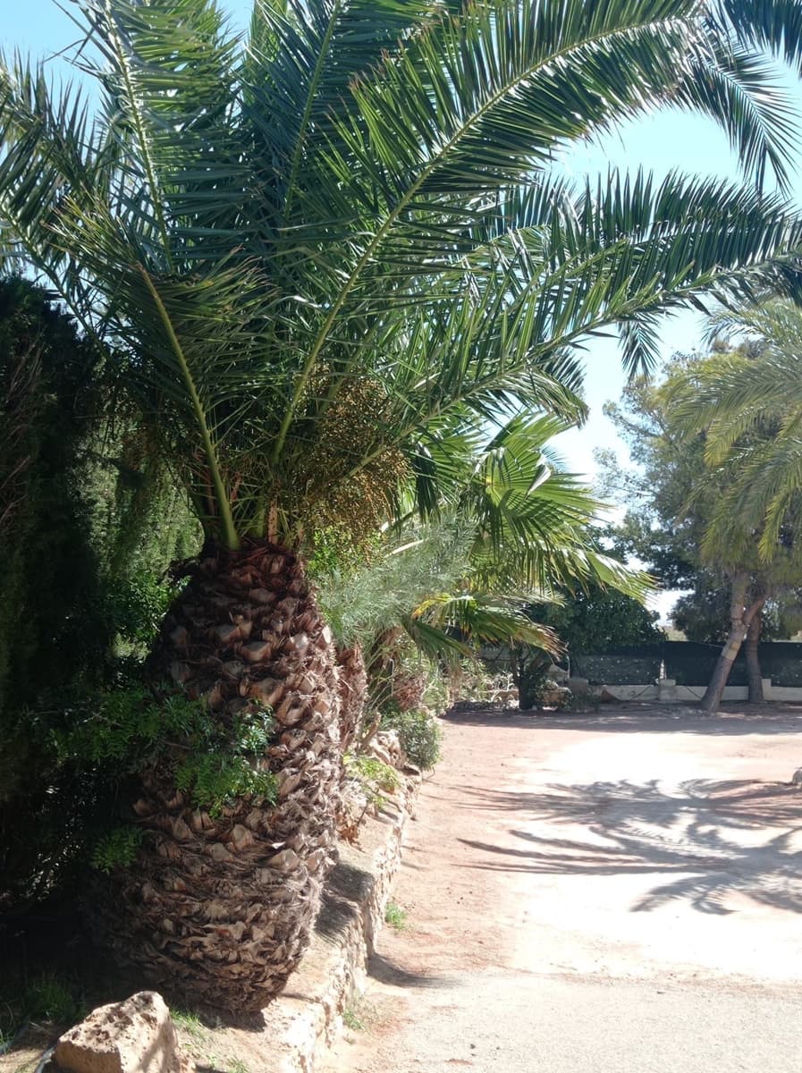3 camera da letto Villa da affittare in Crevillente / Crevillent con piscina garage - 1.700 € (Rif: 10145762)