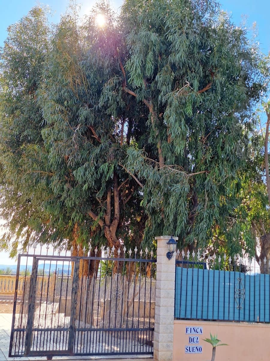 Finca/Casa Rural de 4 habitaciones en Albatera en alquiler con piscina garaje - 1.300 € (Ref: 9496889)