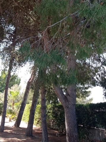 3 bedroom Villa for rent in Crevillente / Crevillent with garage - € 1,700 (Ref: 9698161)