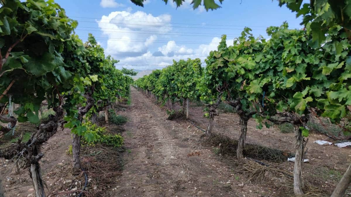 1 soveværelse Finca/Landehus til salg i Aspe - € 150.000 (Ref: 10035872)