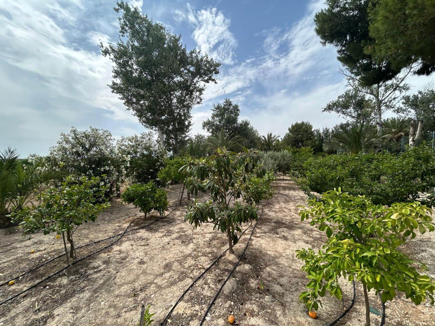 3 bedroom Villa for sale in Crevillente / Crevillent with garage - € 315,000 (Ref: 9588006)