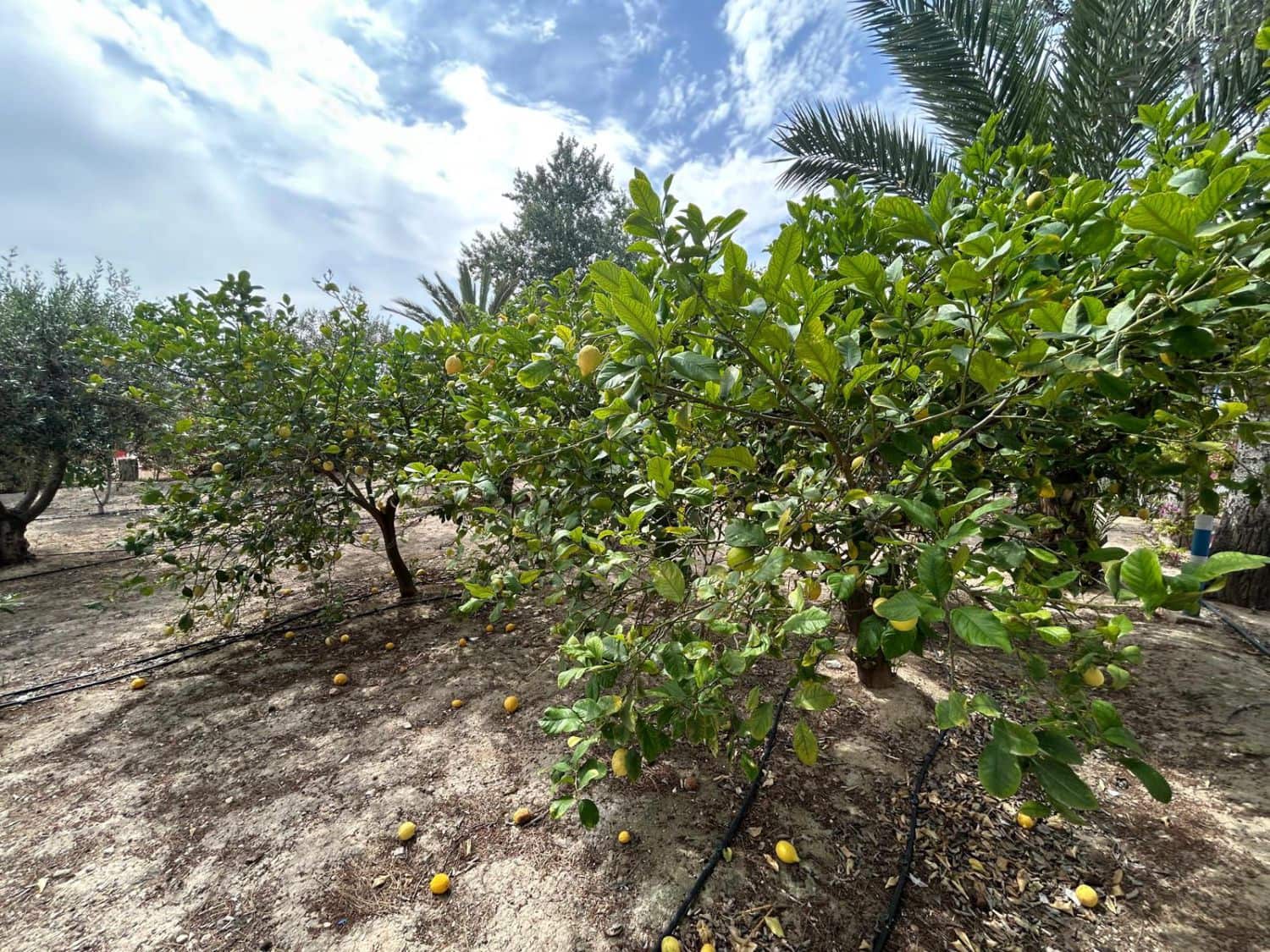 3 bedroom Villa for sale in Crevillente / Crevillent with garage - € 315,000 (Ref: 9588006)