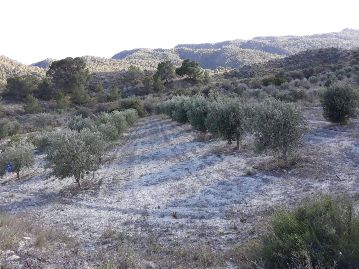 1 bedroom Finca/Country House for sale in Abanilla - € 34,000 (Ref: 9588015)