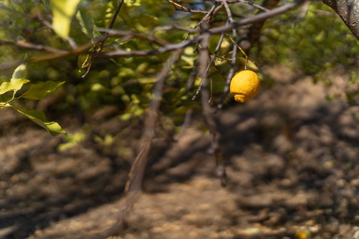 Działka budowlana na sprzedaż w El Valle - 75 000 € (Ref: 6355421)