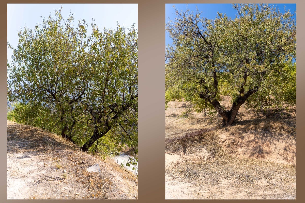 Działka budowlana na sprzedaż w El Valle - 75 000 € (Ref: 6355421)