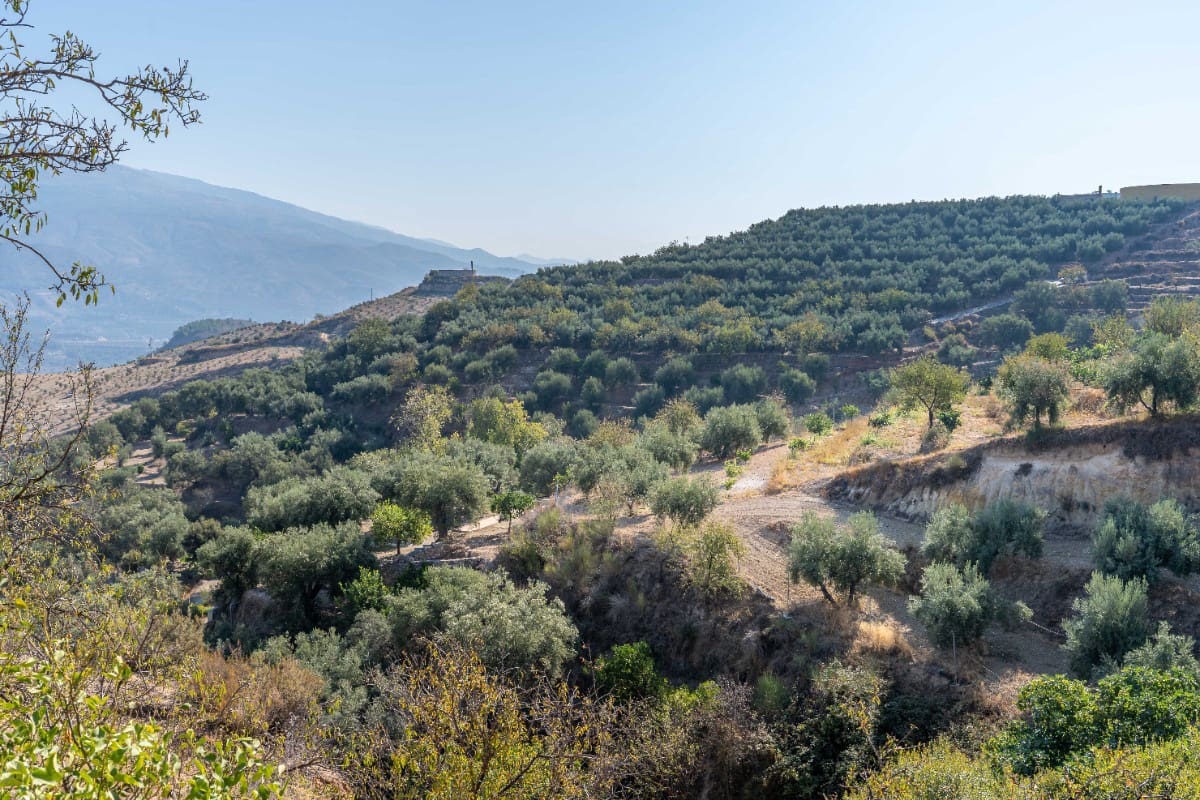 Działka budowlana na sprzedaż w El Valle - 75 000 € (Ref: 6355421)