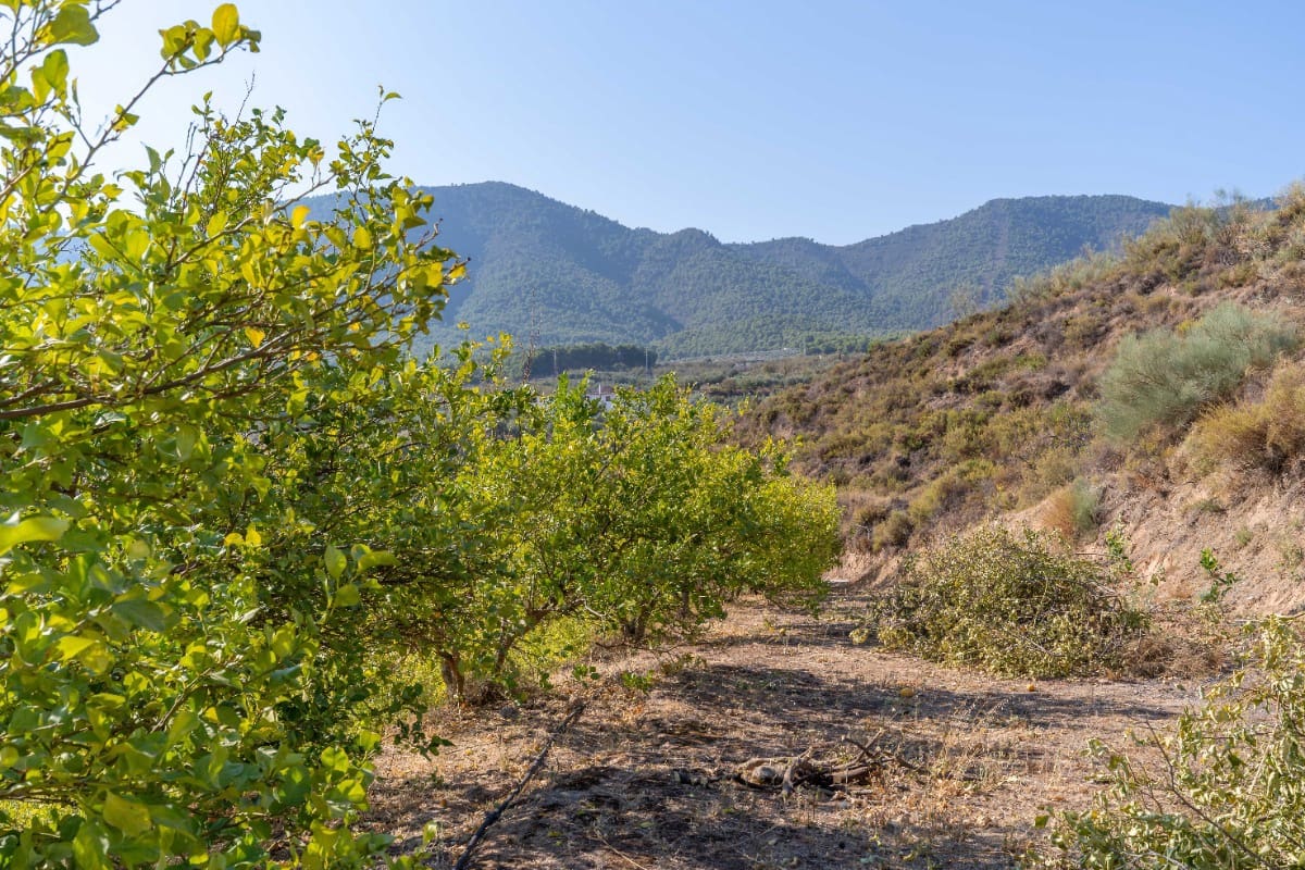 Działka budowlana na sprzedaż w El Valle - 75 000 € (Ref: 6355421)