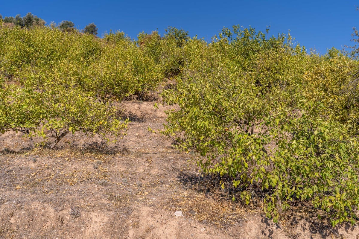 Działka budowlana na sprzedaż w El Valle - 75 000 € (Ref: 6355421)