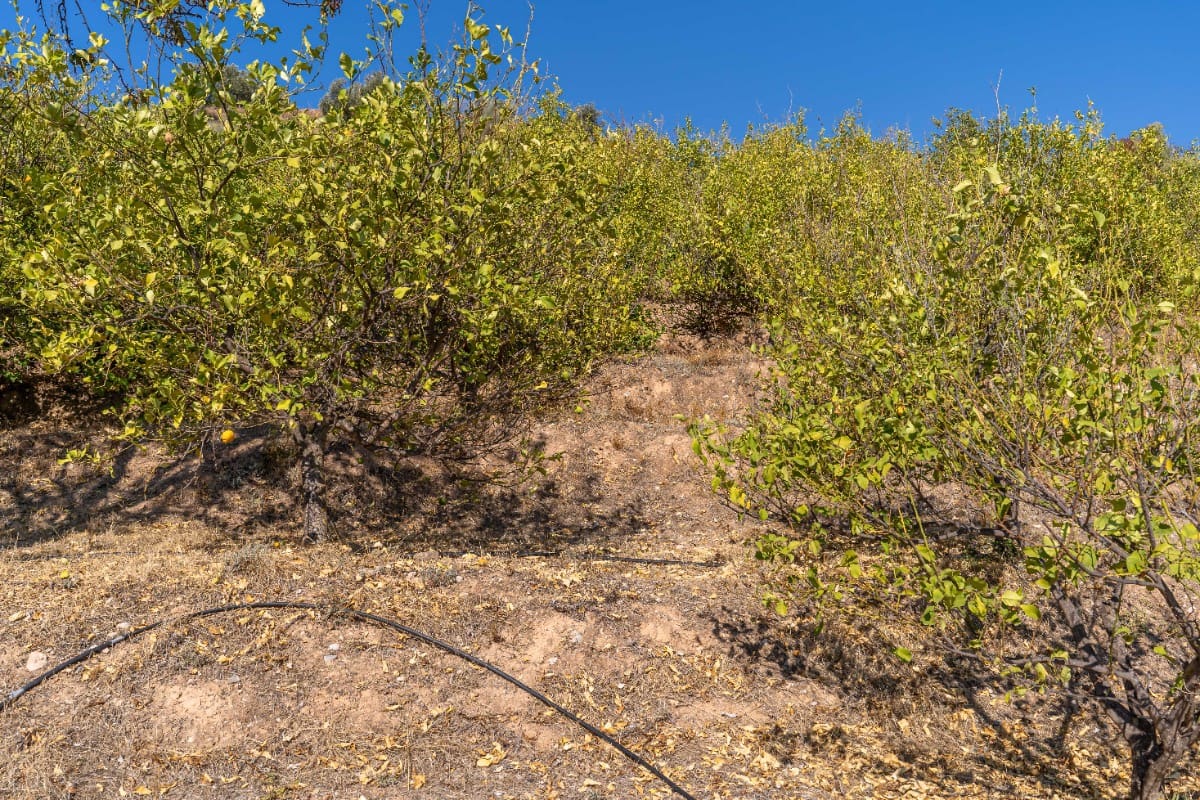 Działka budowlana na sprzedaż w El Valle - 75 000 € (Ref: 6355421)