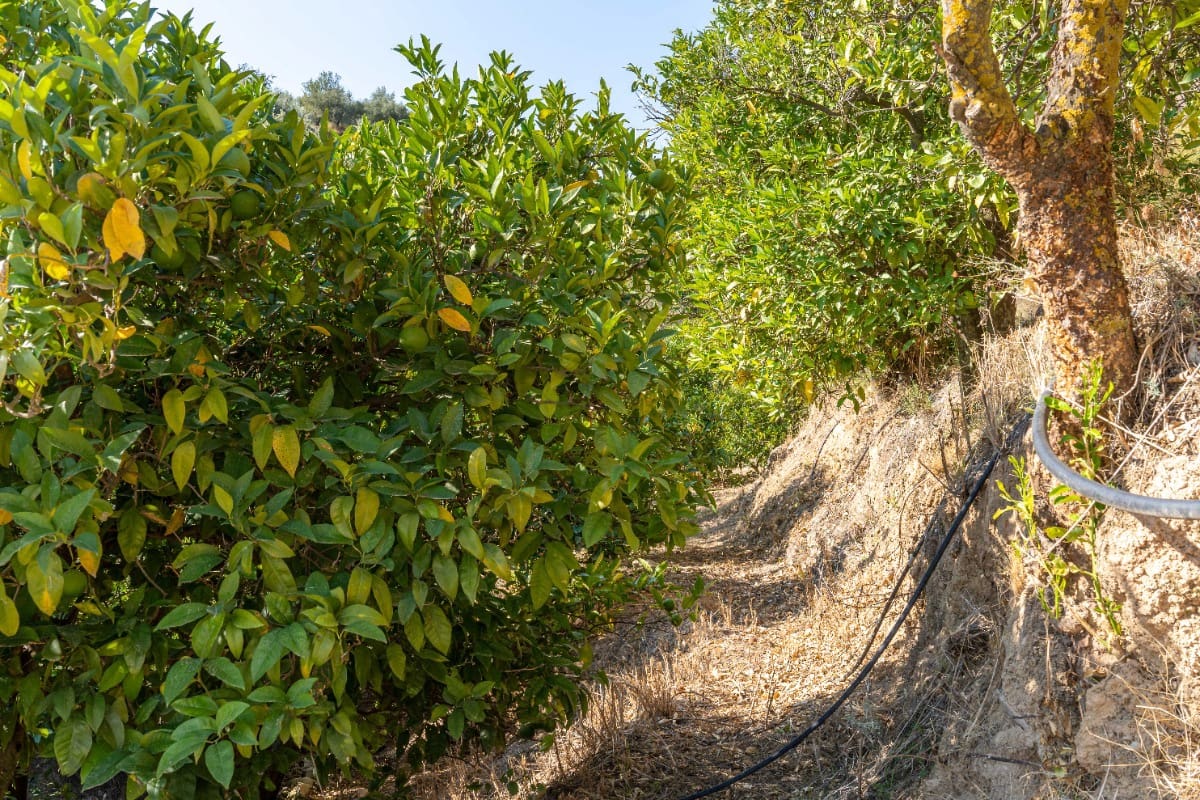 Działka budowlana na sprzedaż w El Valle - 75 000 € (Ref: 6355421)