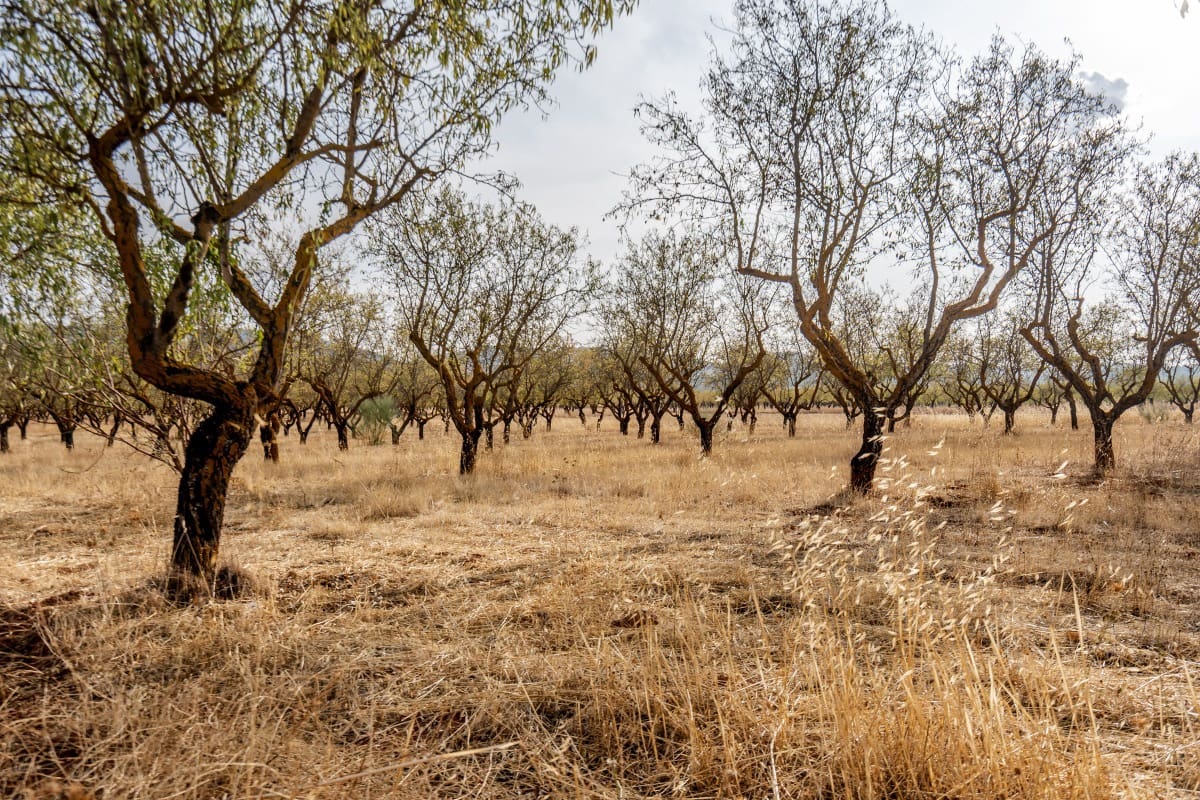 Bouwgrond te koop in Padul - € 70.000 (Ref: 6720624)