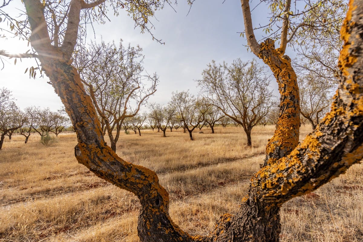 Bouwgrond te koop in Padul - € 70.000 (Ref: 6720624)