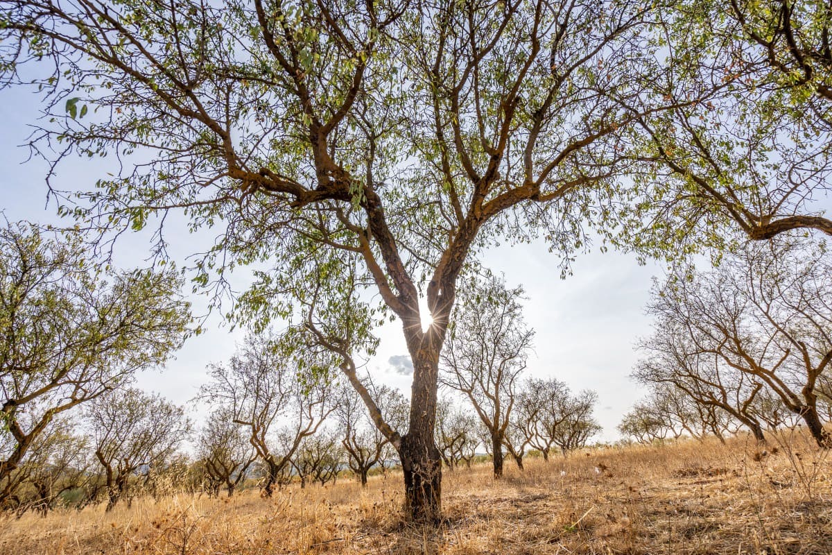 Bouwgrond te koop in Padul - € 70.000 (Ref: 6720624)