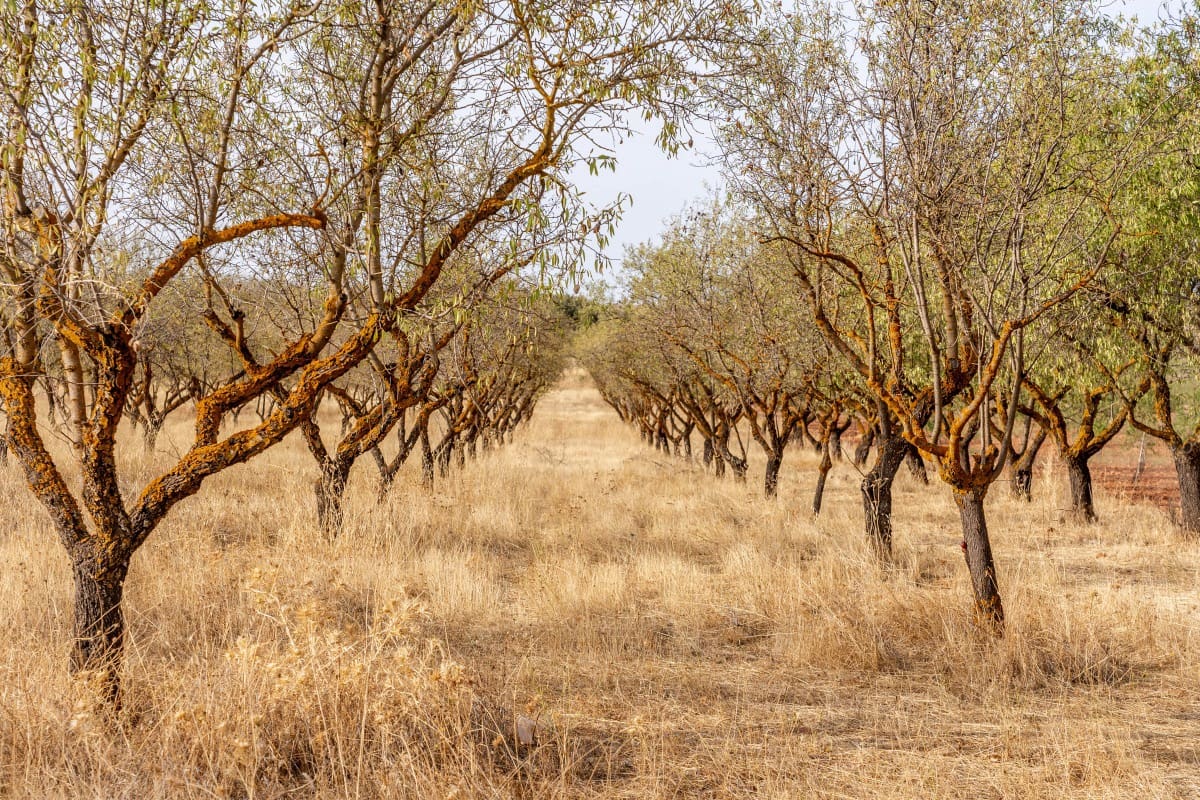 Bouwgrond te koop in Padul - € 70.000 (Ref: 6720624)