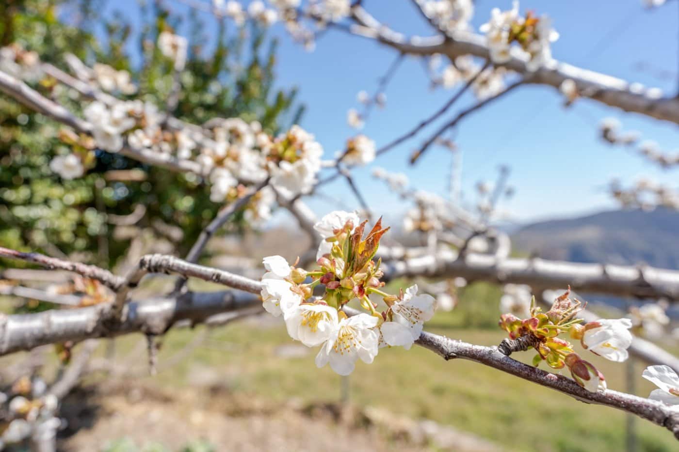 Kommersiell till salu i Portugos - 825 000 € (Ref: 6879606)